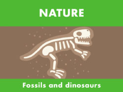 Nature - Fossils & Dinosaurs