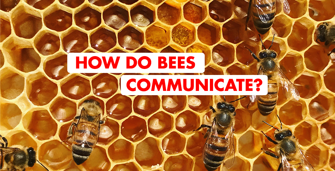 How Do Bees Communicate It s Un BEE lievable Okido